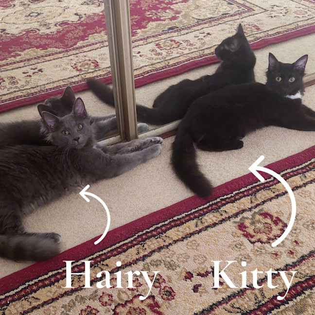 Photo of Hairy Styles