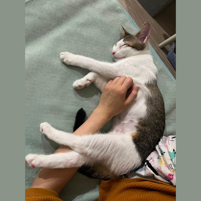 Photo of Basil