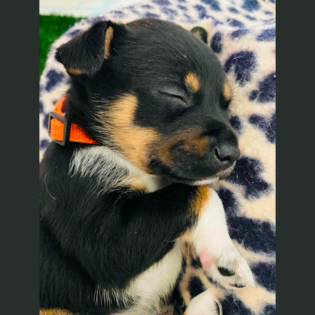 Photo of Alfie