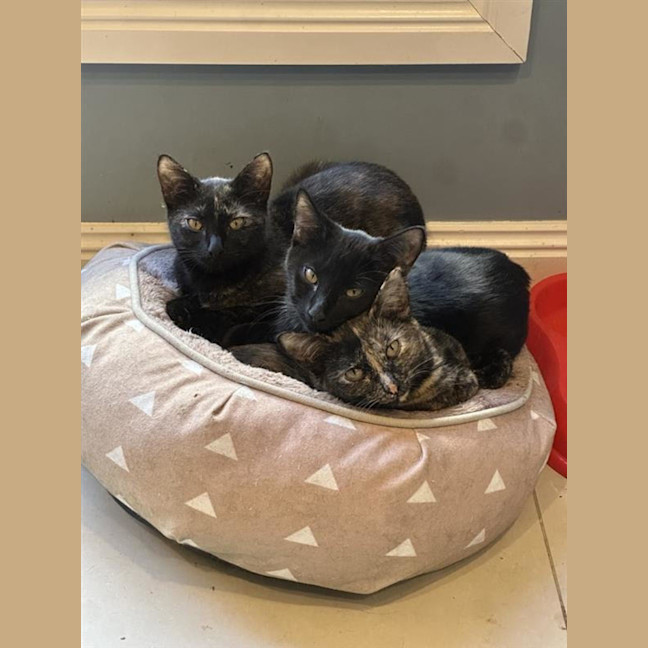 Photo of Chipotle Meet Me At Petstock Keysborough Store