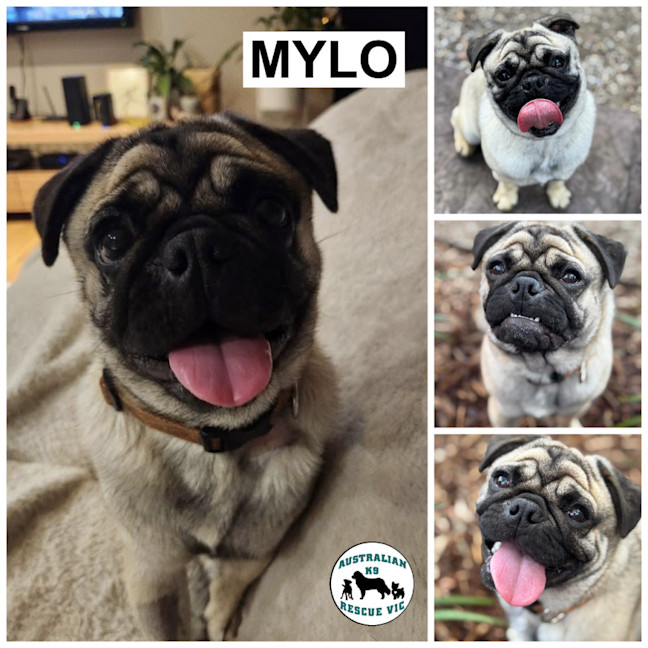 Photo of Mylo 