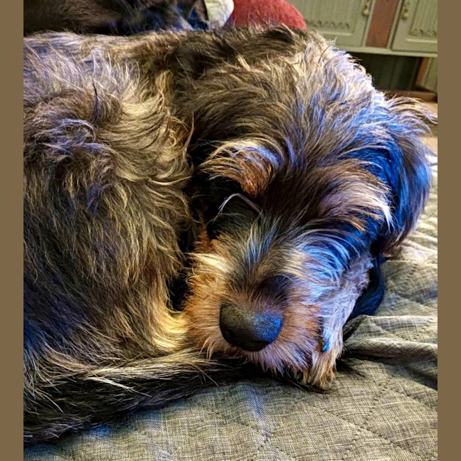 Photo of Dizzy Rascal