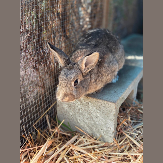 Photo of Zestful Wildy 