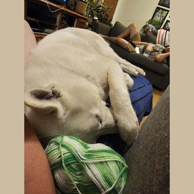 Photo of Juno
