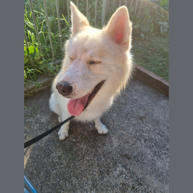 Photo of Snowball   2 Year Old Husky