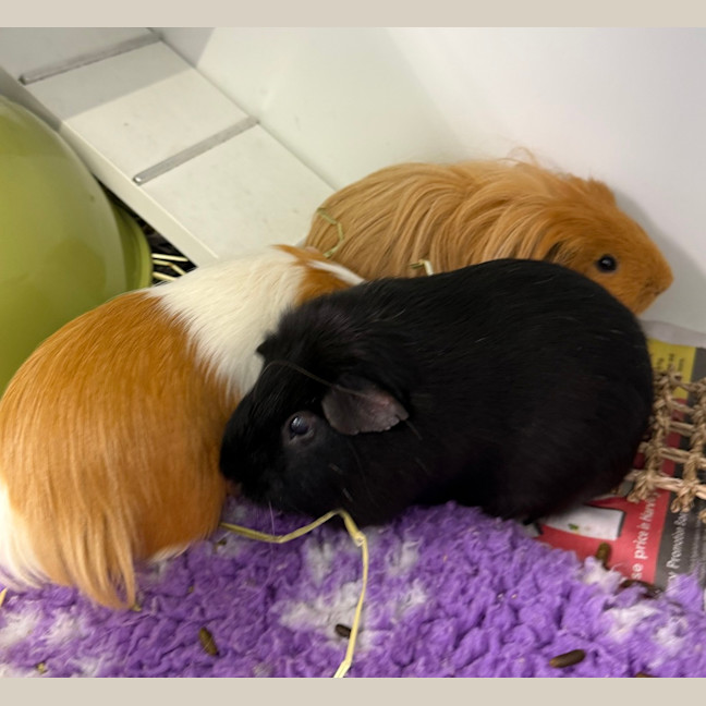 Photo of Fabio (Bonded With Walter And Lionel)
