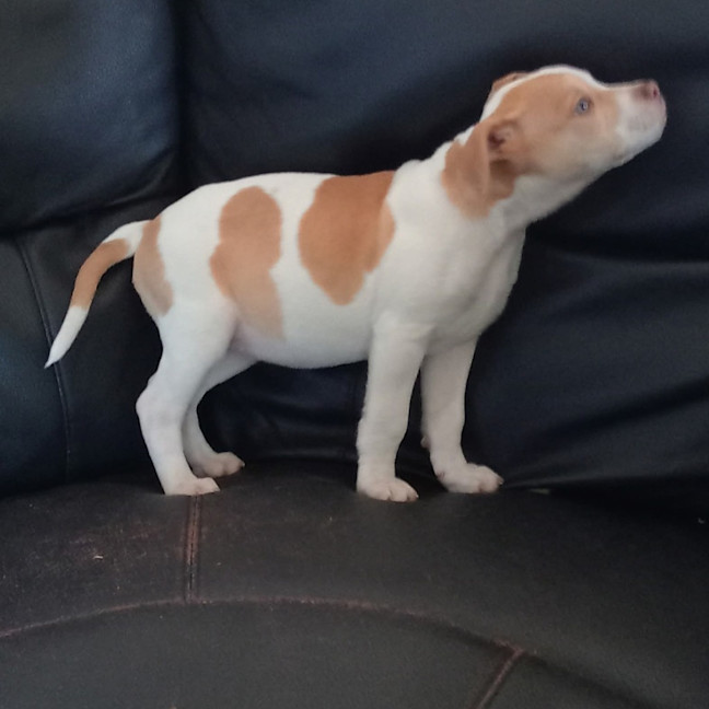 Photo of Gypsy