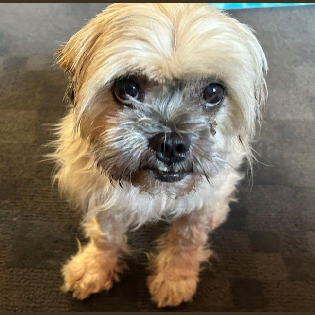 Photo of Gingy Newhaven