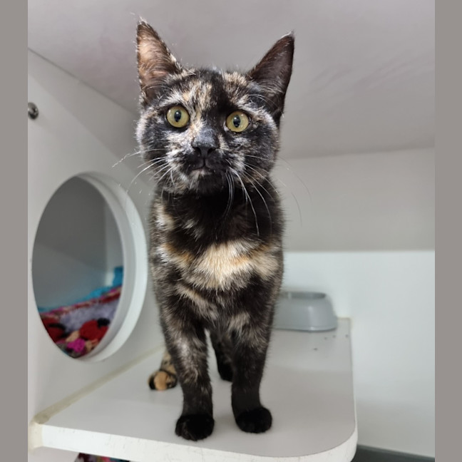 Photo of Selma
