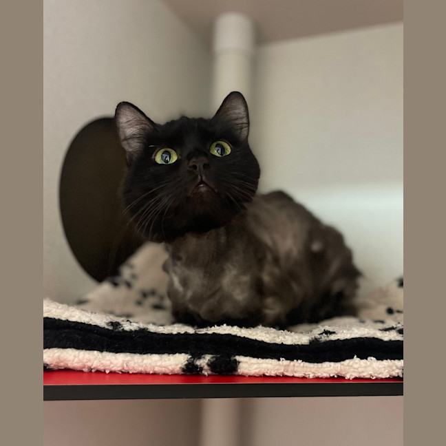 Photo of Gertie