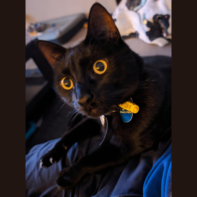 Photo of Kylo