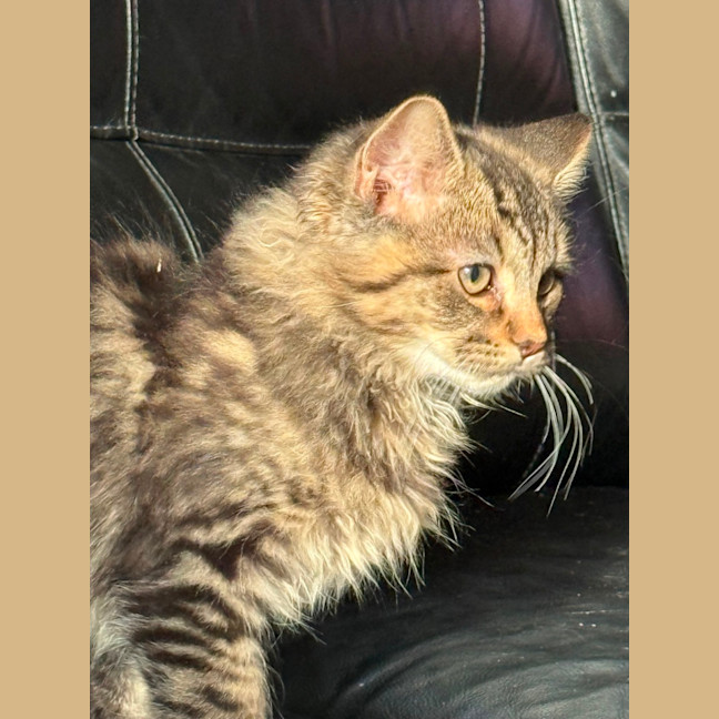Photo of Jd Meet Me@Petstock Carrum Downs 