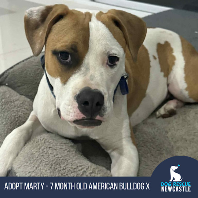 Photo of Marty   7 Month Old American Bulldog X