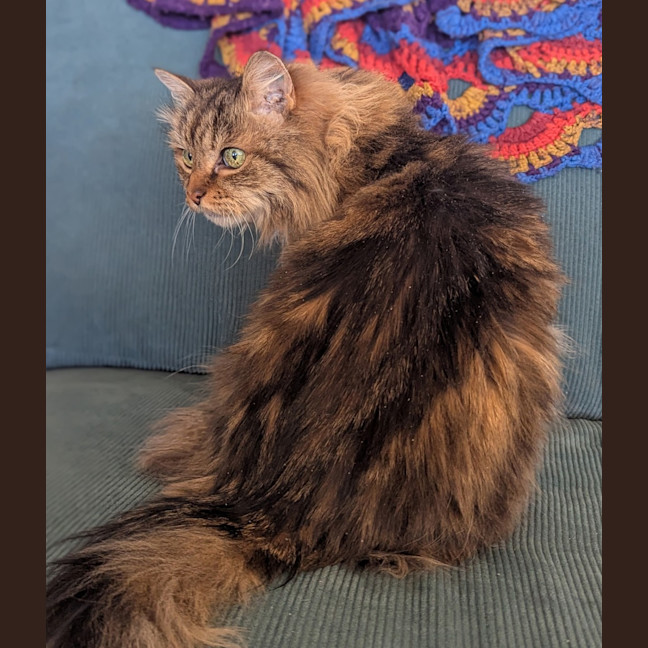 Photo of Scully