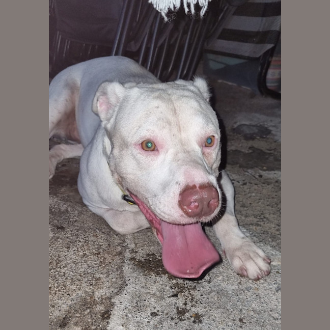 Photo of Whisky