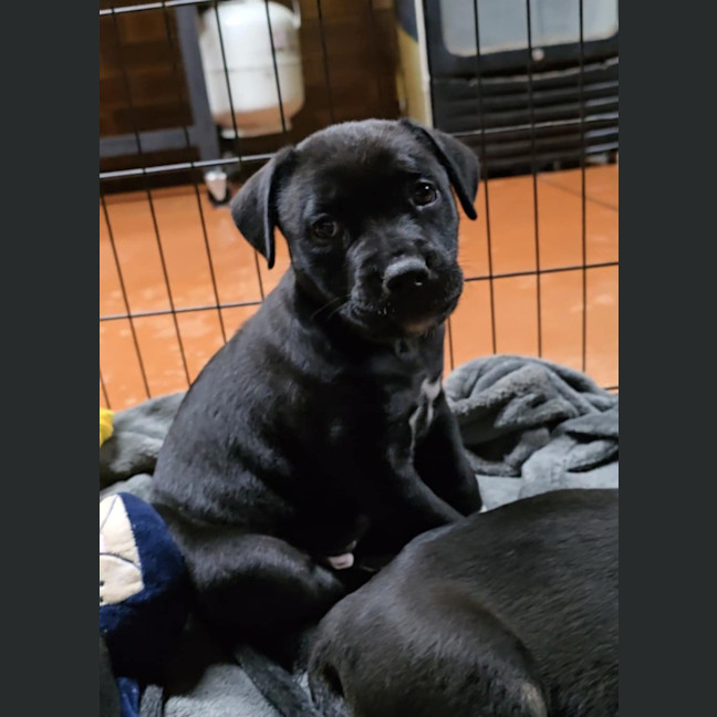 Photo of Forrest (Jinx)