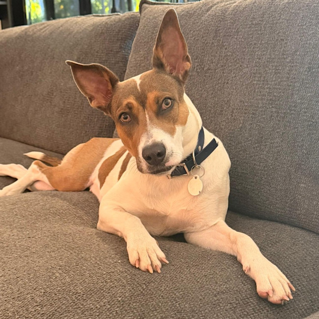 Photo of Indi