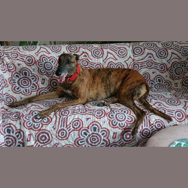 Photo of Dusty, The Greyhound