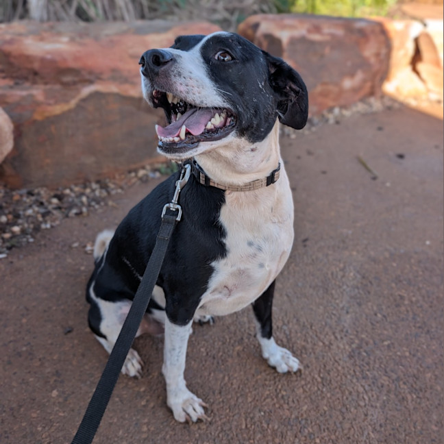 Photo of Gidgy (Buster)