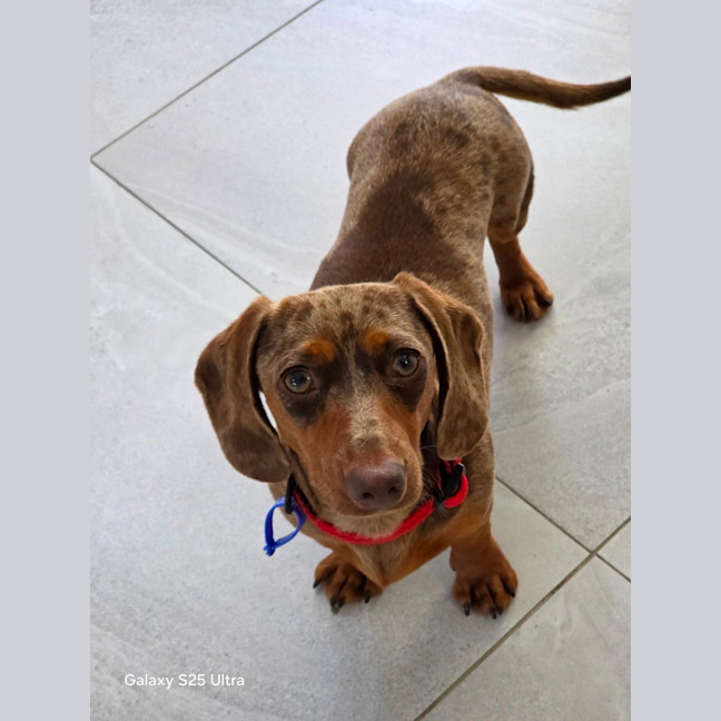 Photo of Rune   7 Month Old Dachshund