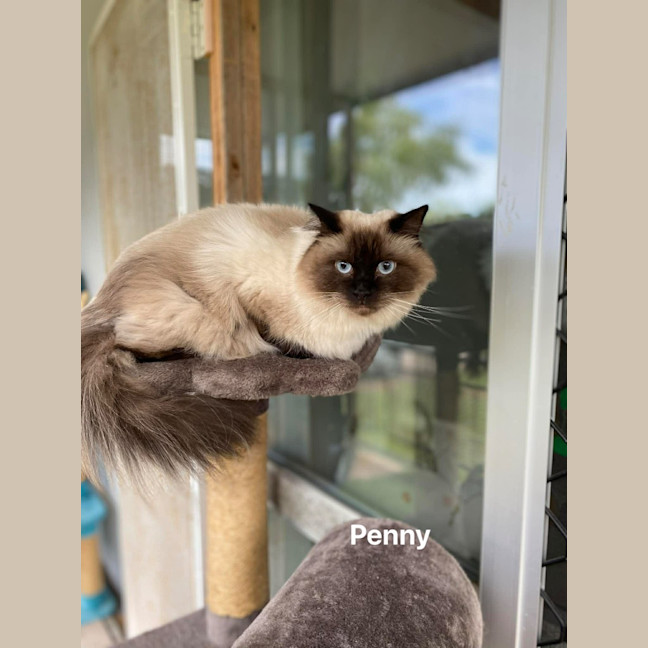 Photo of Penny