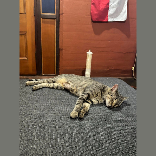 Photo of Mochi