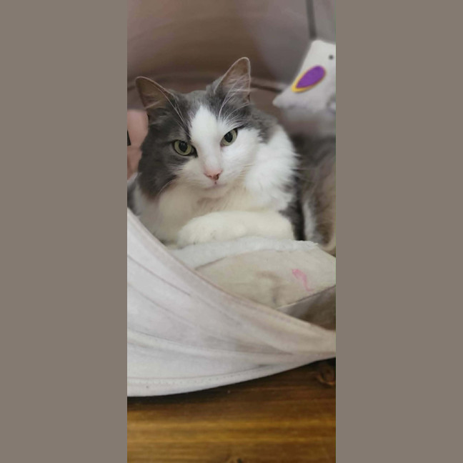 Photo of Sully   In Foster Care In Doncaster