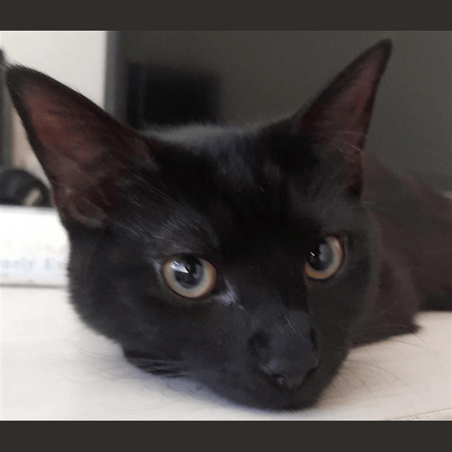 Photo of Bodhi