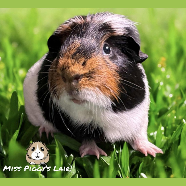 Photo of Paint Or Pb