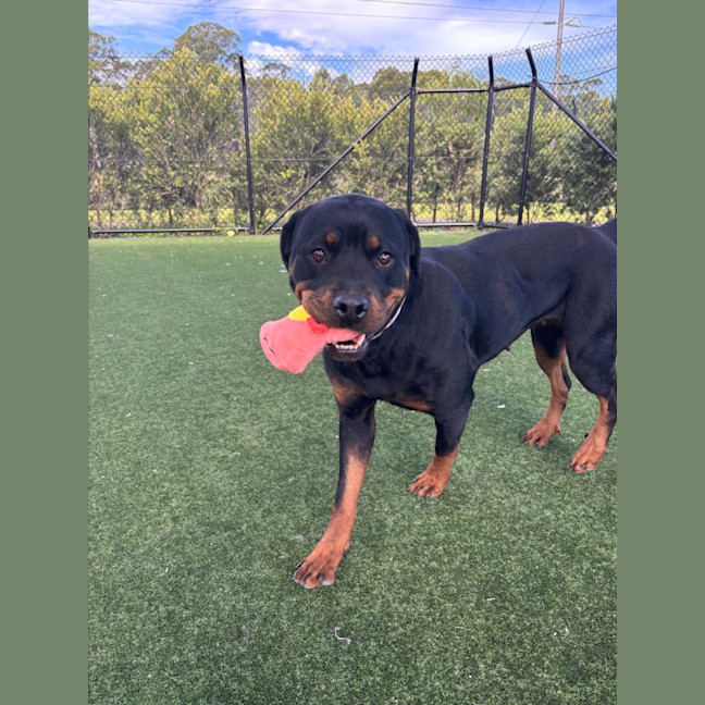 Photo of Moon Imp 29