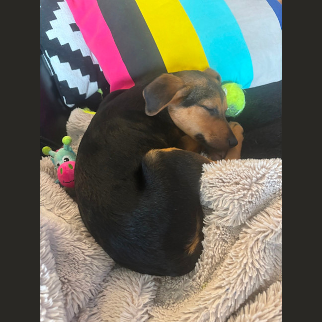 Photo of Stitch   4 Month Old Kelpie X