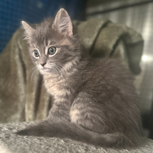 Photo of Dorian, Keegan & Stormy (Available Separately)