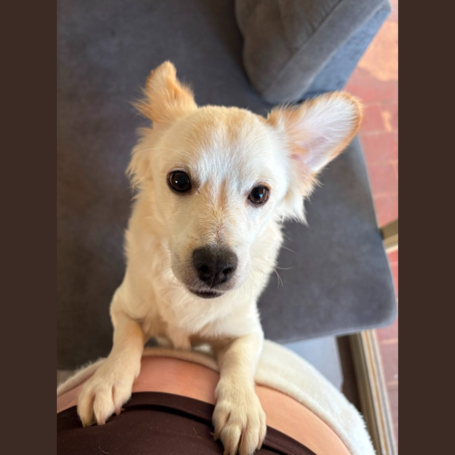Photo of Whisky