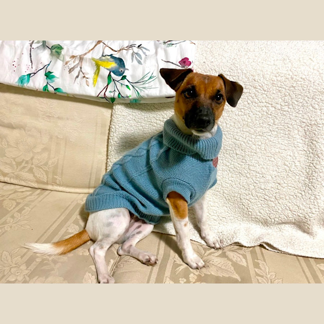 Photo of Rosie 