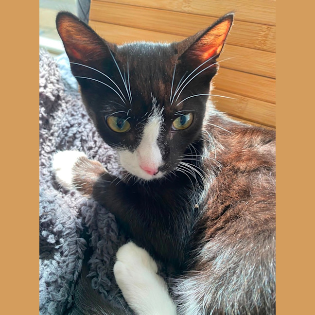 Photo of Fig