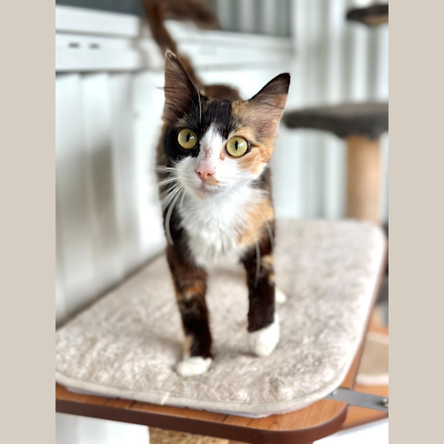 Photo of Penelope