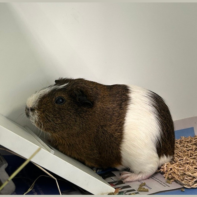 Photo of S'mores