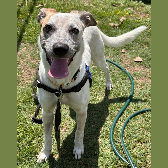 Photo of Luna