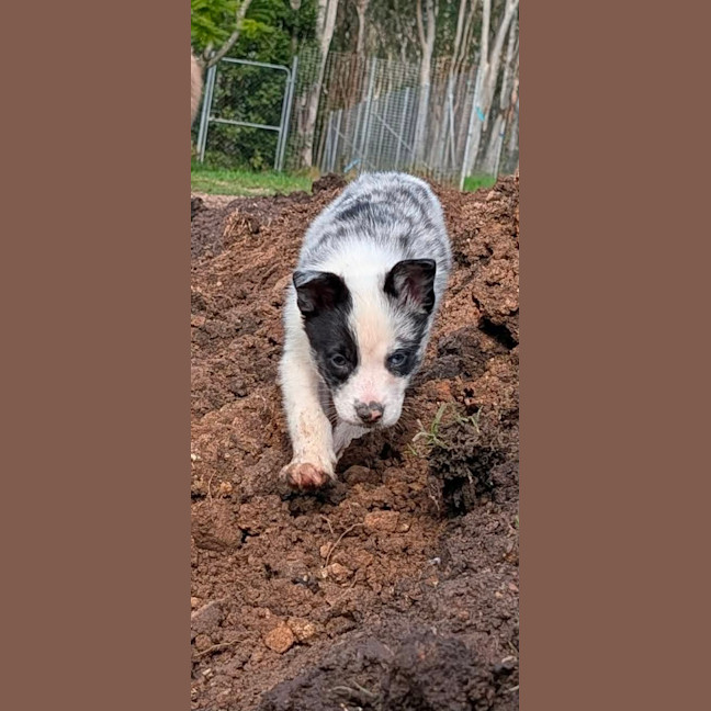 Photo of Pippin