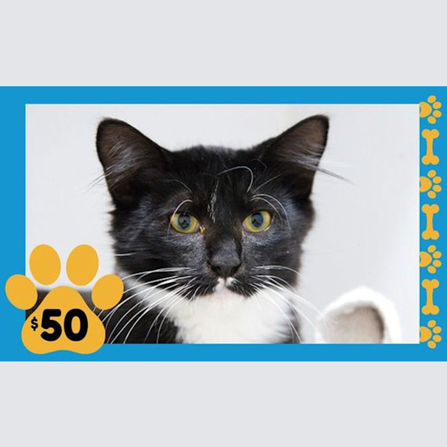 Photo of Zorro