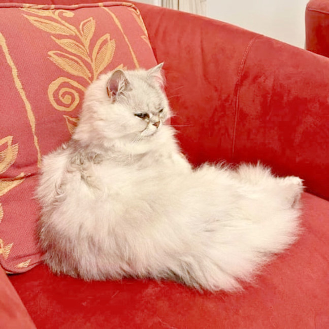 Photo of 🎀Priscilla🎀