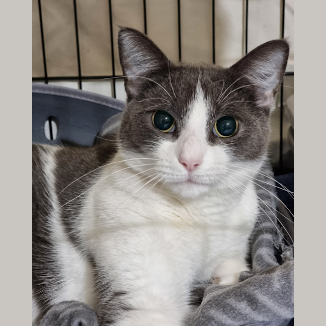 Photo of Violet