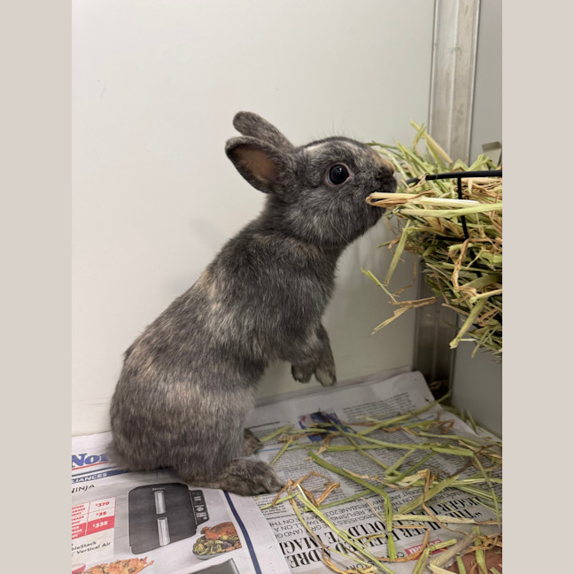 Photo of Waffle