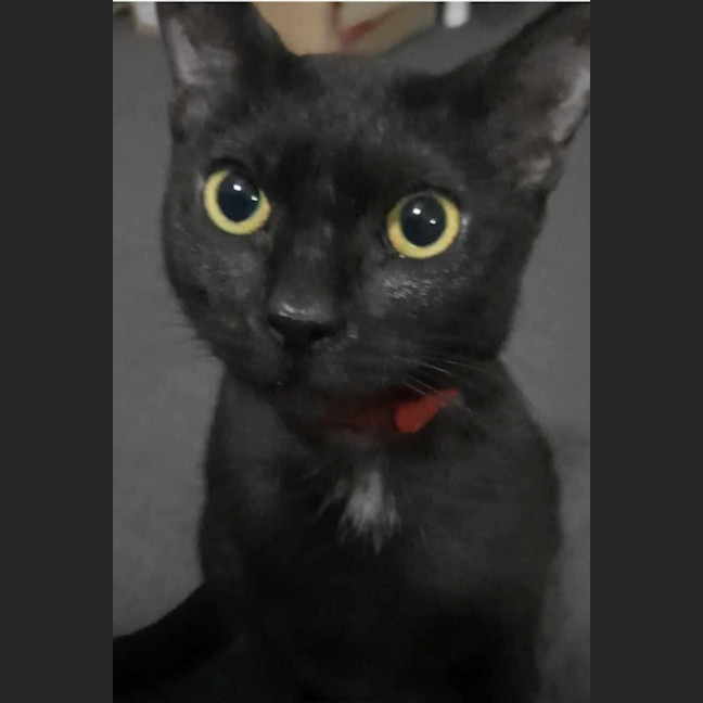 Photo of Georgie (C Mum 3)