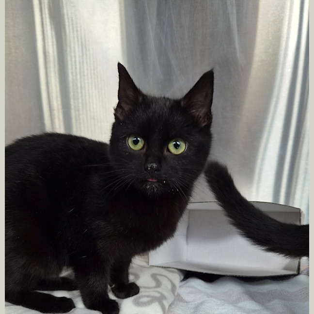 Photo of Atlas