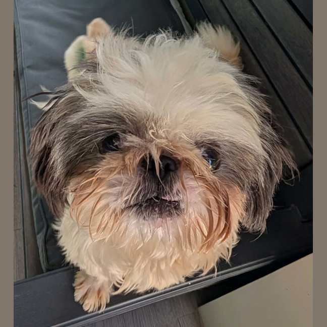 Photo of Dolly