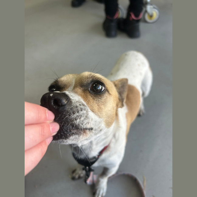 Photo of Patches