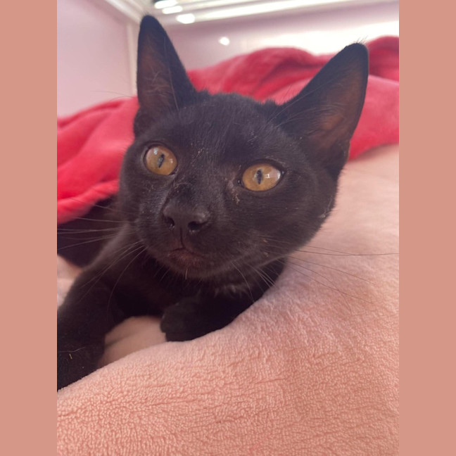 Photo of Daenerys