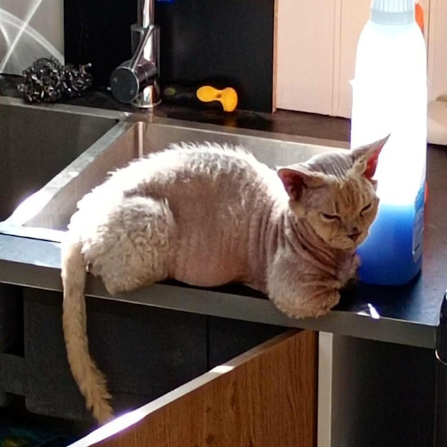 Photo of Phoenix