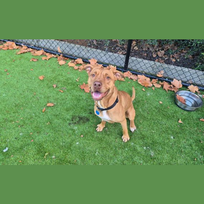 Photo of Gracie